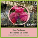 jardin ficus les ofrece variedad en rosas híbridas de te