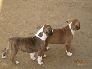 paola mascare&ntilde;o jofre Avisos gratis en Chile en Quilpu&eacute; |  vendo cachorras boxer , finas de raza pura