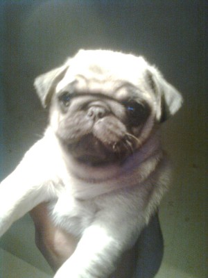 PUG CARLINOS Avisos gratis en Chile en Vi&ntilde;a del Mar |  VENTA DE CACHORROS PUG CARLINOS INSCRITOS KCC Y MICROCHIPEADOS, PUG CARLINO A LA VENTA