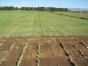 CAROLA DEL VALLE Avisos gratis en Chile en Curic&oacute; |  PASTO EN ROLLO, VENTA INSTALACION DE PASTO EN ROLLO