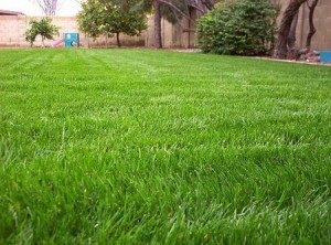  Avisos gratis en Chile en Padre Hurtado |  PASTO ALFOMBRA NATURAL, INSTALACION INMEDIATA