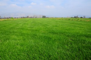 Verde Andino Avisos gratis en Chile en Lo Barnechea |  C&eacute;sped en rollo, Venta directa del productor