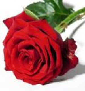 In&egrave;s   Avisos gratis en Chile en La Florida |  CURSO  COMPLETO  DE FORMACI�N DE TERAPEUTAS  FLORALES ( SISTEMA  BACH ), ESTUDIE LAS 38 ESENCIAS  SANADORAS  DEL DR. BACH  EN LA FLORIDA