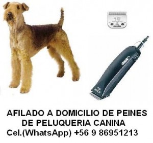 Daniel Casanova Anuncios gratis en Santiago |  Afilado de cuchillas de peluquer&iacute;a canina a domicilio., Todas las marcas : ANDIS , OSTER , WAHL , etc.