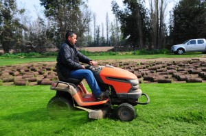 Verde Andino Pasto Alfombra Anuncios gratis en Santiago |  Pasto alfombra en rollo de excelente calidad, Cesped en palmeta 