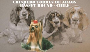 Criadero Torres De Araos Avisos gratis en Chile en Pe&ntilde;alol&eacute;n |  Basset hound - criadero torres de araos, Basset hound