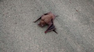 FUMIGACIONES Avisos gratis en Chile en Zapallar |  Eliminamos cualquier tipo de plaga, roedores, termitas, murcielagos, p, Eliminacion exterminio fumigacion