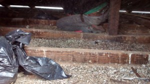 FUMIGACIONES Avisos gratis en Chile en Cachagua |  Eliminamos las palomas de su casa para siempre atencion las 24 hrs, Erradicacion de palomas de los techos