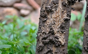 EMPRESASUNIDAS Avisos gratis en Chile en Zapallar |  Eliminacion de termitas metodo garantizado....llamenos 322981865 , Eliminar termitas xilofagos erradicacion fumigacion