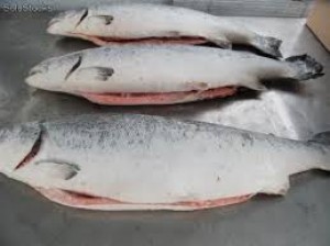MARIA Avisos gratis en Chile en Puerto Montt |  Salmon, enteros. filetes con y sin piel para exportacion, Salmon exportacion