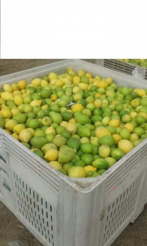 Marcelo Avisos gratis en Chile en Petorca |  Limones por mayor de 2.000 kg solo 700 pesos, 700 pesos el kilo de limones por mayor 