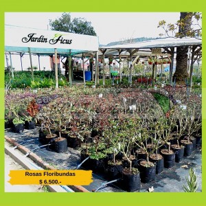 Jardín ficus ltda. Avisos gratis en Chile en Quilpué |  Jardin ficus les ofrece variedad en rosas híbridas de te, Rosas híbridas
