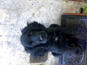 CARMEN GLORIA Avisos gratis en Chile en Talca |  NECESITO COMPRAR PERRITO COCKER SPANIEL NEGRITO , NECESITO COMPRAR O QUE ME LO REGALEN,SOY DE TALCA ES URGENTE....