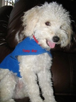 PELUQUERIA PEPITA Avisos gratis en Chile en Antofagasta |  Peluquer&iacute;a canina, Antofagasta. Ba&ntilde;os est&eacute;ticos y sanitarios, corte de u&ntilde;as, Retiro y entrega gratis en domicilio, paseos, atenci&oacute;n personalizada.