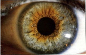  Avisos gratis en Chile en Vi&ntilde;a del Mar |  Iridolog&iacute;a o Iriolog&iacute;a en Vi&ntilde;a del Mar. Su salud sin metodos invasivos., Sin dolor y en unos minutos, encuentre orientaci&oacute;n para su salud.